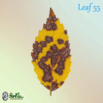 RoyKim_Leaf55_IMG_20251109_0018_Final_RK